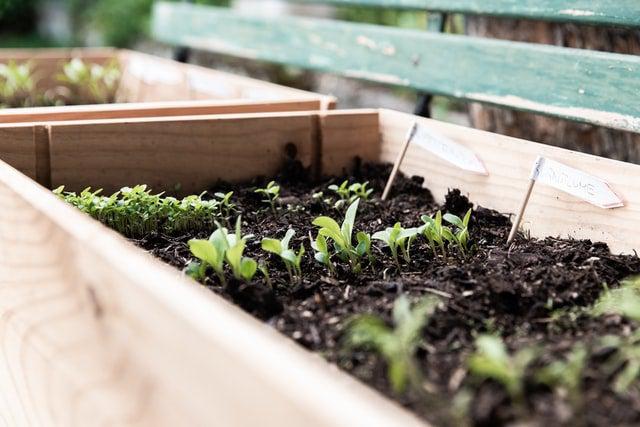 Organic Pest Control when Growing Your Own - a quick guide