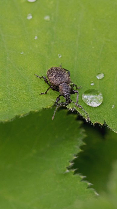 What plants do vine weevil eat?
