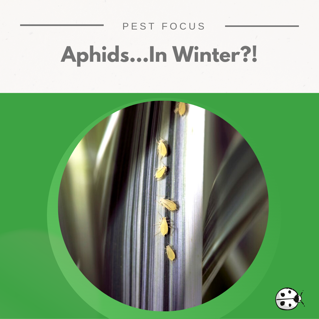 How to save your plants from aphids (greenfly, blackfly) in winter, a guide to eco friendly controls
