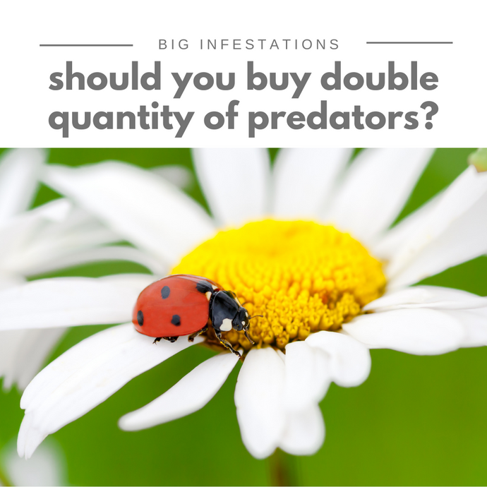 Big Plant Pest Infestations - should you buy double quantity of predators?