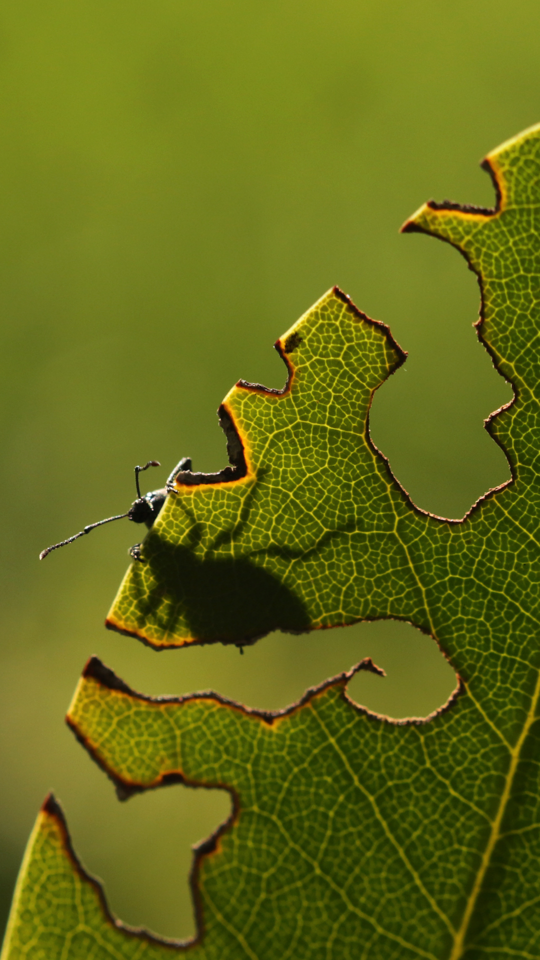 Something eating or damaging your plant's leaves?  Lets see what it could be...