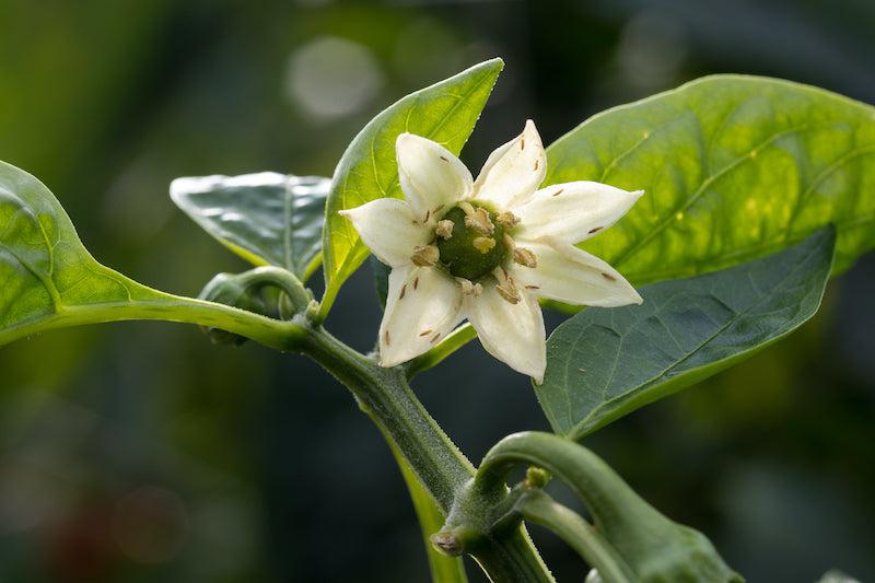 Plant Pest Control - June