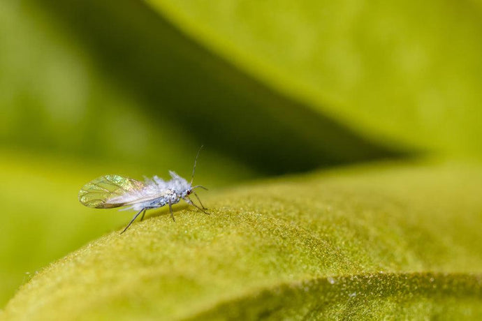 How to get rid of woolly aphids on your plants