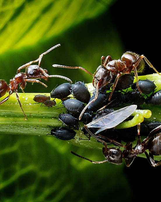 Do ants eat aphids?