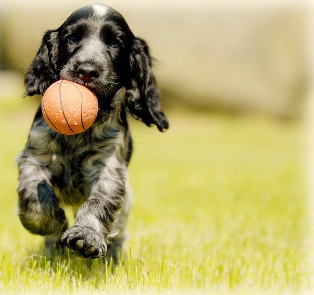 Dogs and slugs and nematodes, the lowdown