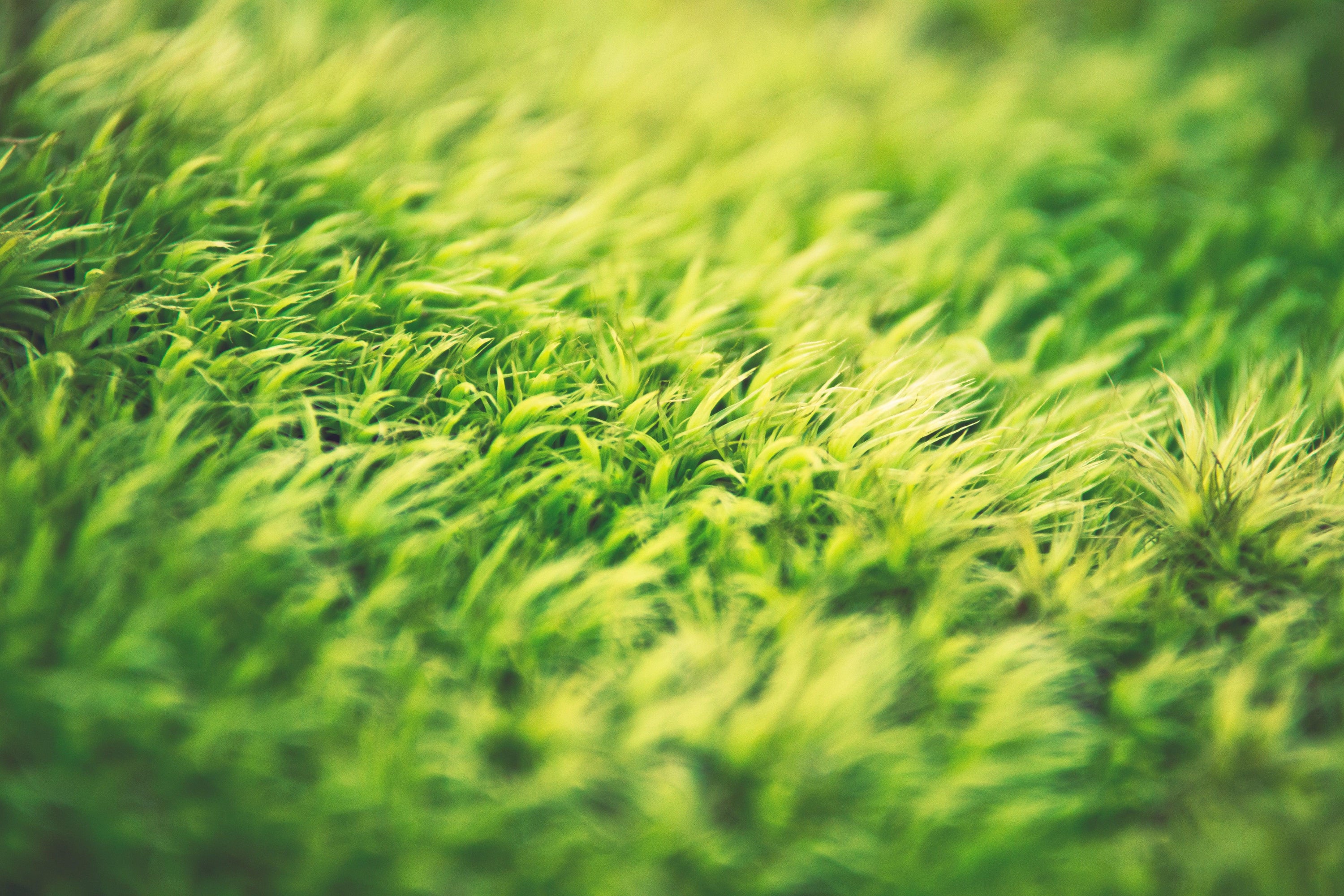 What's eating your lawn, what to do and when