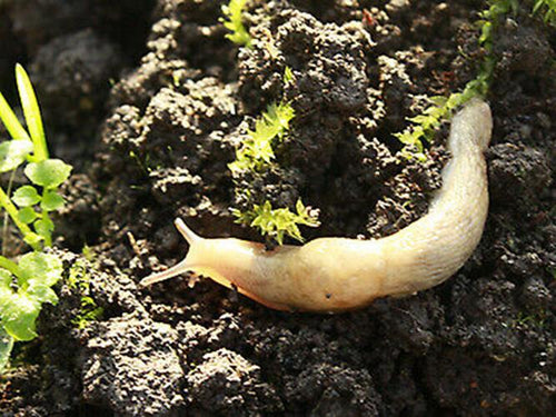 Slugtech - Nematodes for slug control (100 sqm)-ladybirdplantcare.co.uk