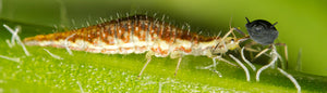Lacewing Larvae for Aphids-Aphid Controls-ladybirdplantcare.co.uk