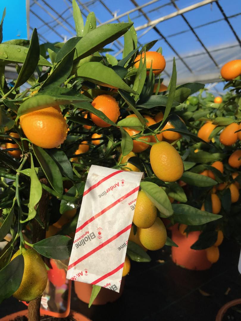 Slow release sachets for Red Spider Mite (Amblyseius Andersoni)-Spider Mite Controls-ladybirdplantcare.co.uk