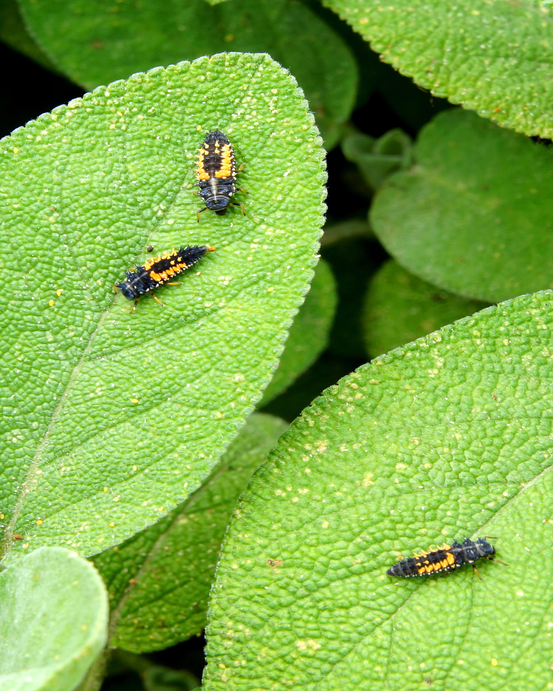 Ladybirds for Aphids-Aphid Controls-ladybirdplantcare.co.uk