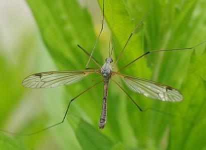 Nemasys Leatherjacket Leather Jacket Killer For Lawns Nemasys J