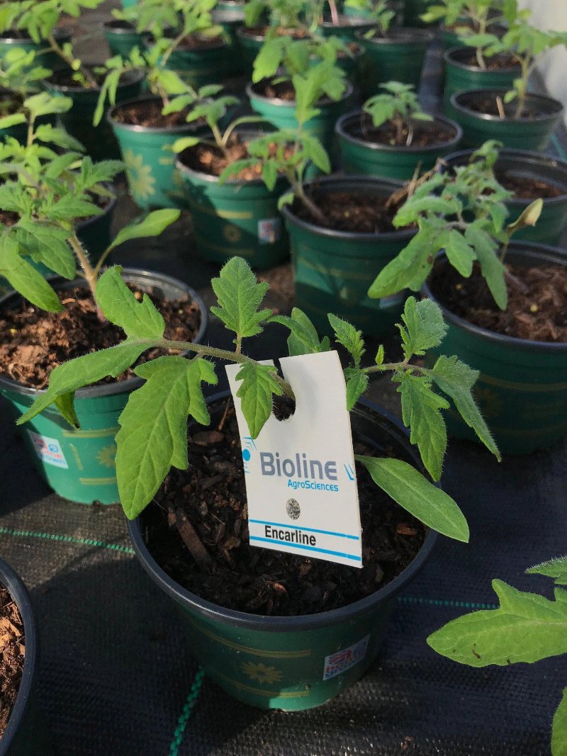 Whitefly Control - Encarsia-Whitefly Controls-ladybirdplantcare.co.uk