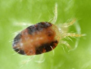 Slow release sachets for Red Spider Mite (Amblyseius Andersoni)-Spider Mite Controls-ladybirdplantcare.co.uk