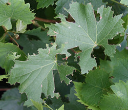Vine Weevil Control - Nematodes-Vine Weevil Controls-ladybirdplantcare.co.uk