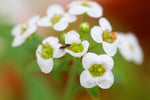 Orius Thrips Killer-Thrip Controls-ladybirdplantcare.co.uk