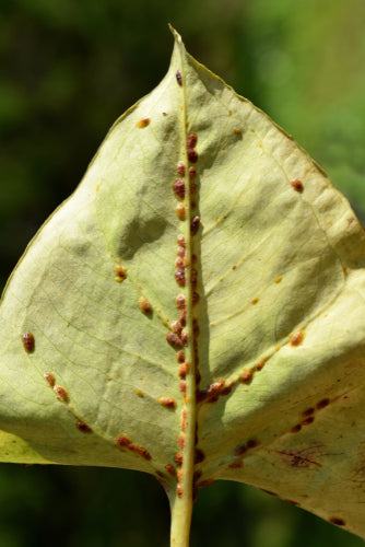 nematode steinernema feltiae for indoor plants Scale Control Nematodes (Steinernema Feltiae/Carpocapsae mix) – ladybirdplantcare.co.uk