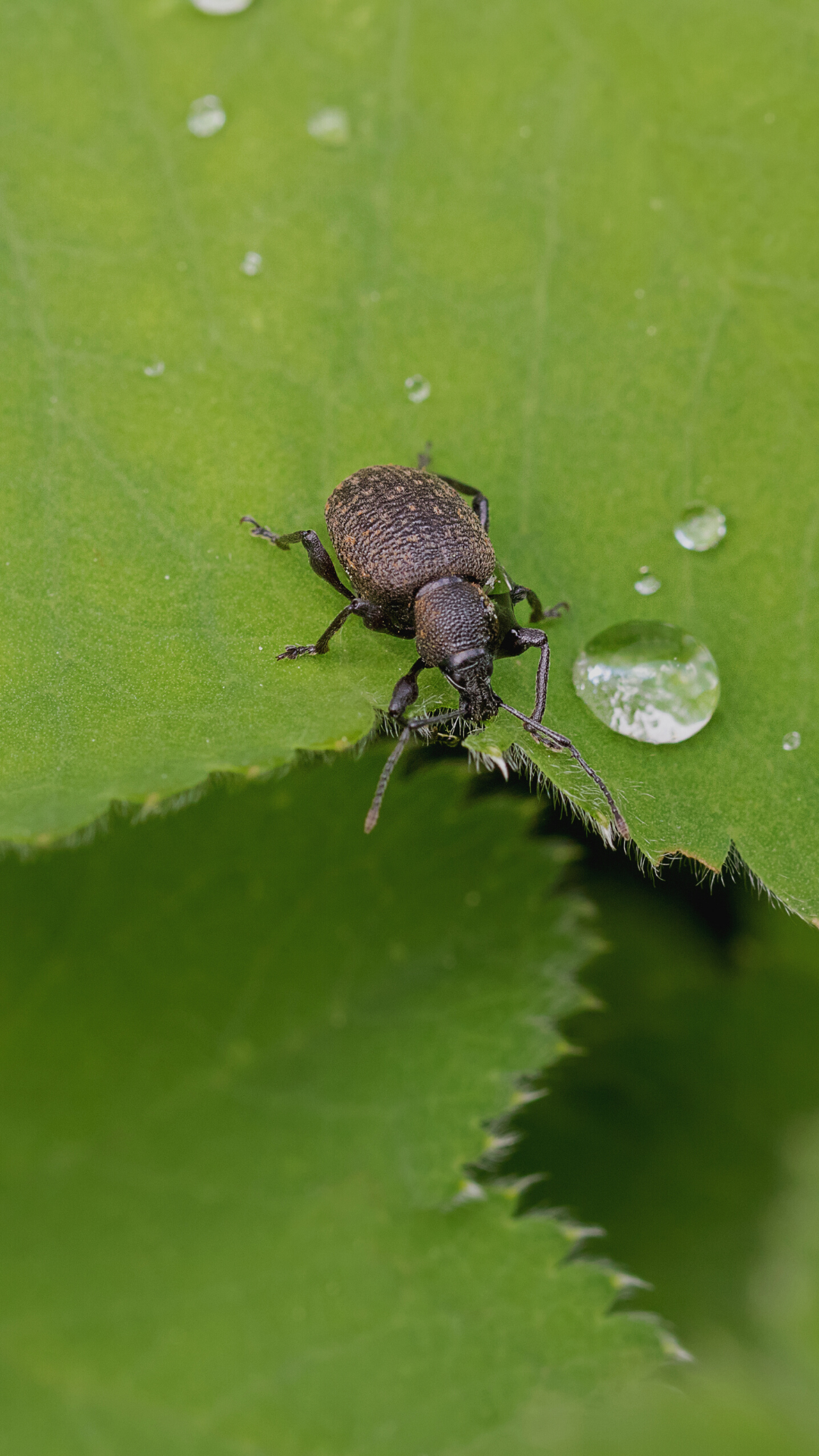 What plants do vine weevil eat?