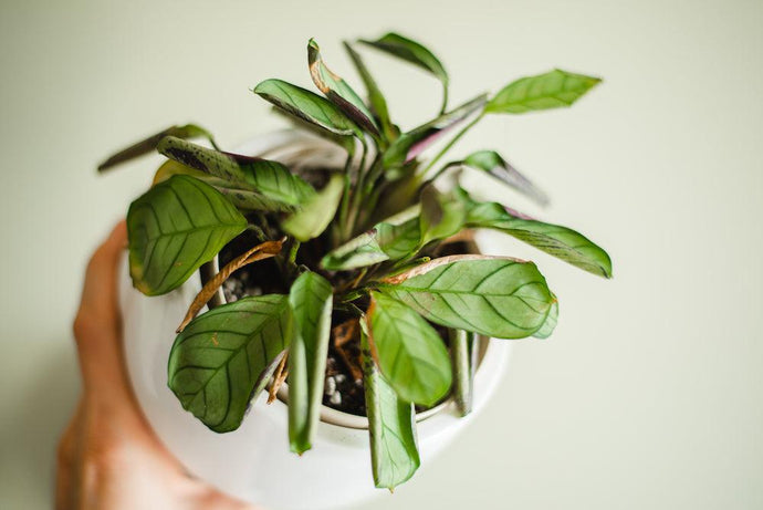 Preventing Thrips and Spider Mites in your Houseplant Collection