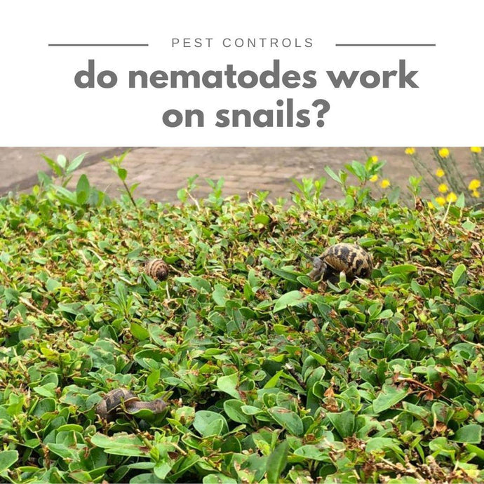 Will nematodes work on snails?