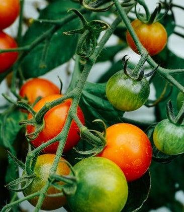 Growing tomatoes - what pests attack tomato plants?