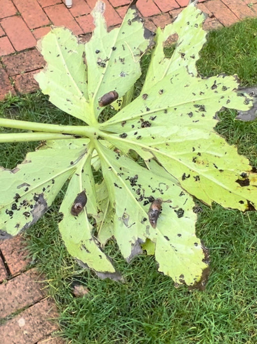 Why It’s Not Too Late to Start Using Nematodes for Reducing Slug Numbers