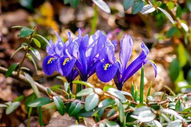 Early Season Garden Pest Control