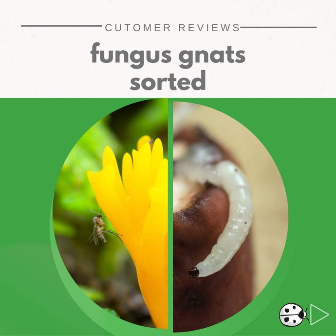 Want to get rid of annoying house plant fungus gnats quickly and cheaply?