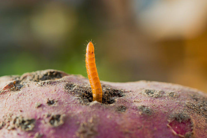 How to get rid of wireworms without chemicals