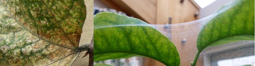 Red Spider Mite - spot it and treat it