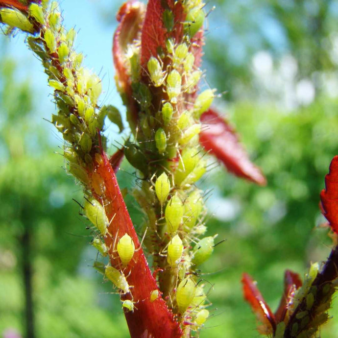 Lots of good bugs to help you with an aphid invasion