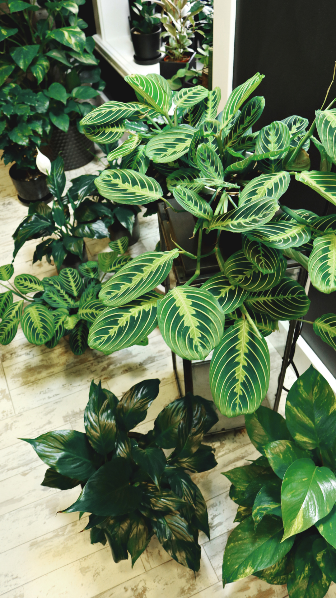 What to do to avoid plant pest infestations - 6 easy to follow tips