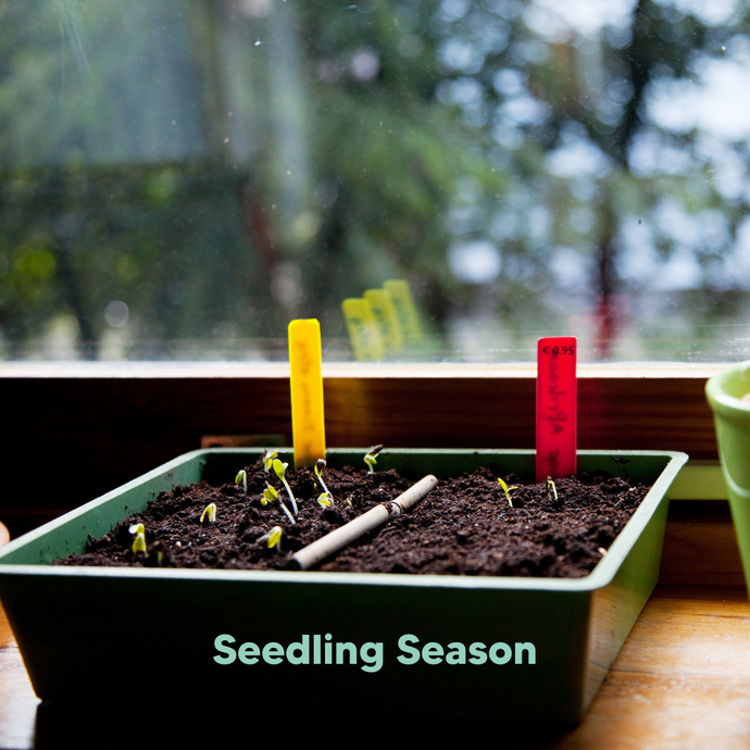 Seedlings Grow Lights: Catching Up on Late Sowing