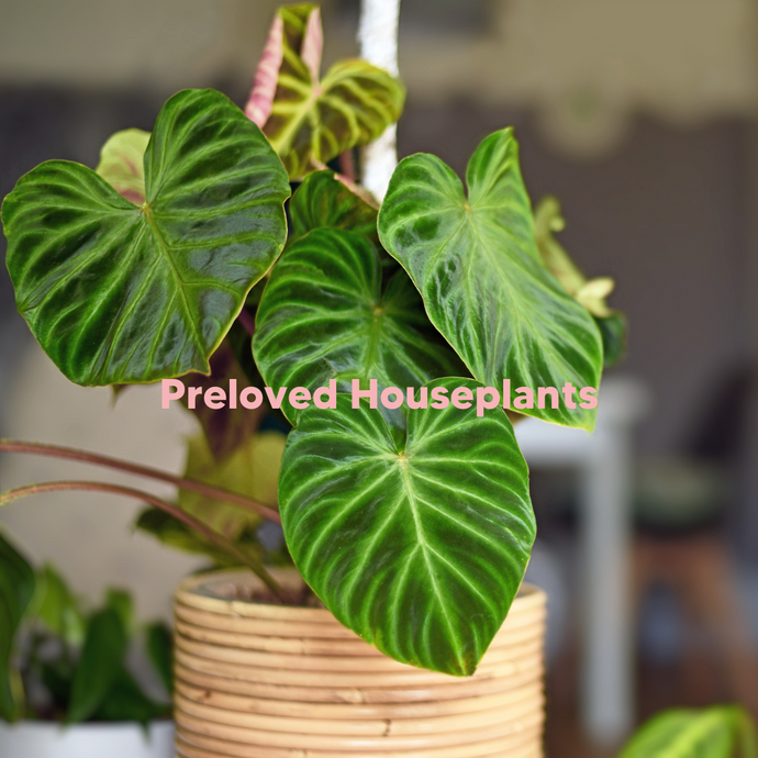 Could the next big Preloved revolution be Houseplants?