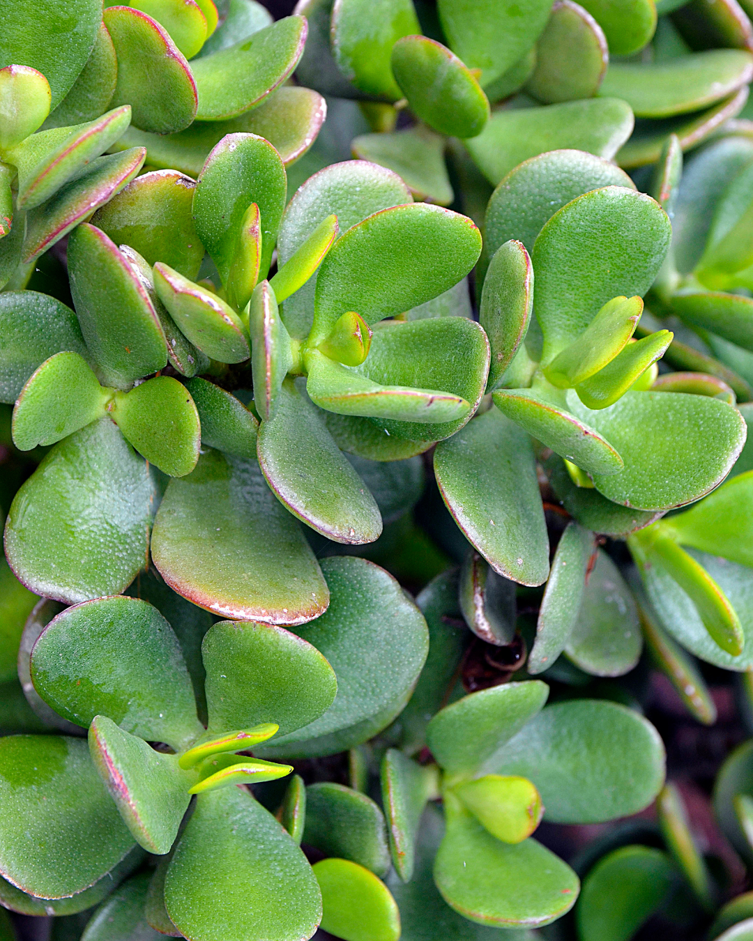 Common Houseplant Pests