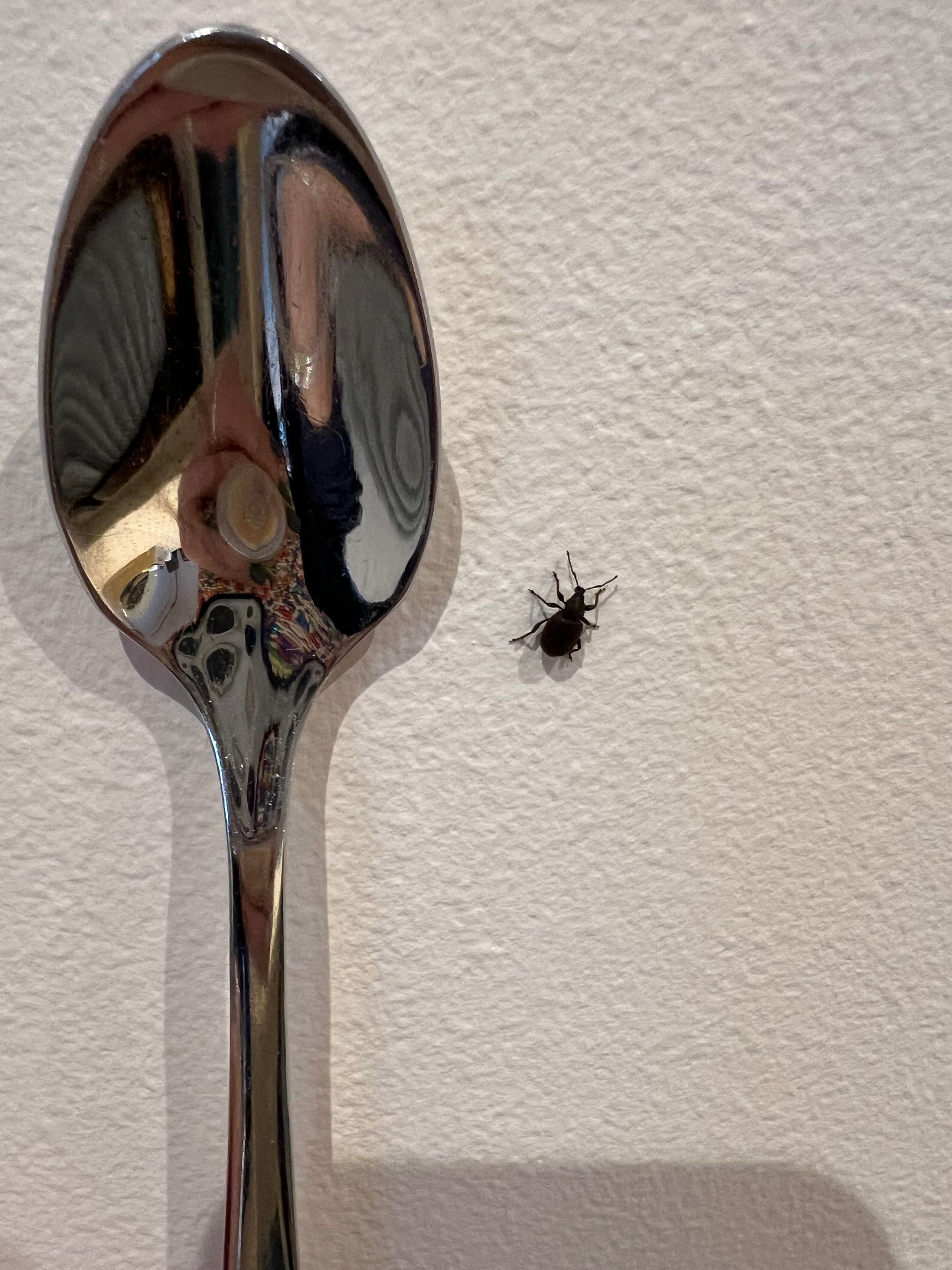 Vine weevil adult beetle