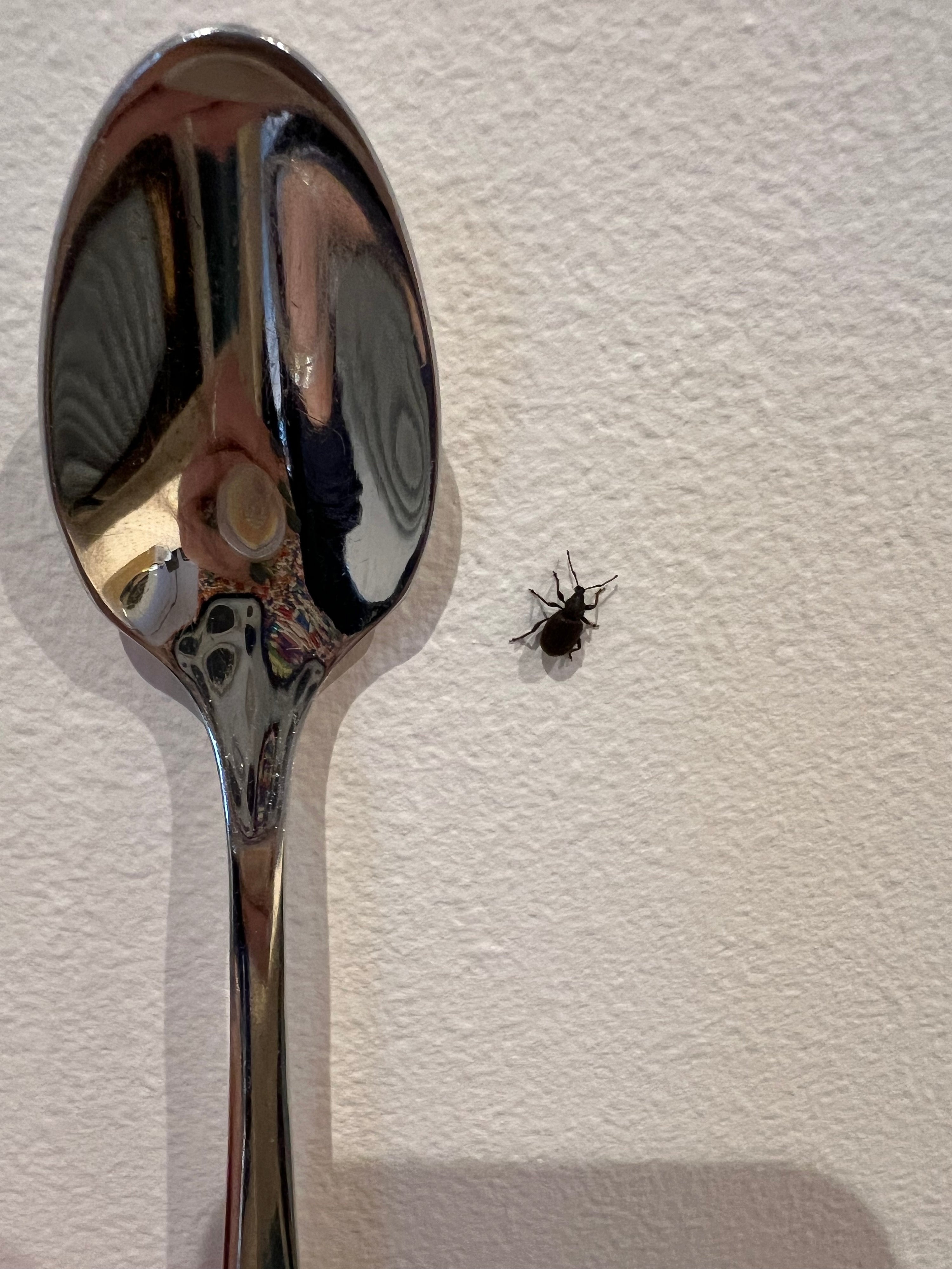Vine weevil adult beetle