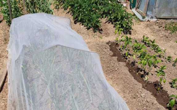 Using our plastic free insect netting to both prevent pests and keep the good bugs in place