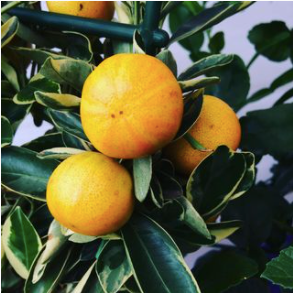 How not to kill your citrus plant, 4 easy to follow tips