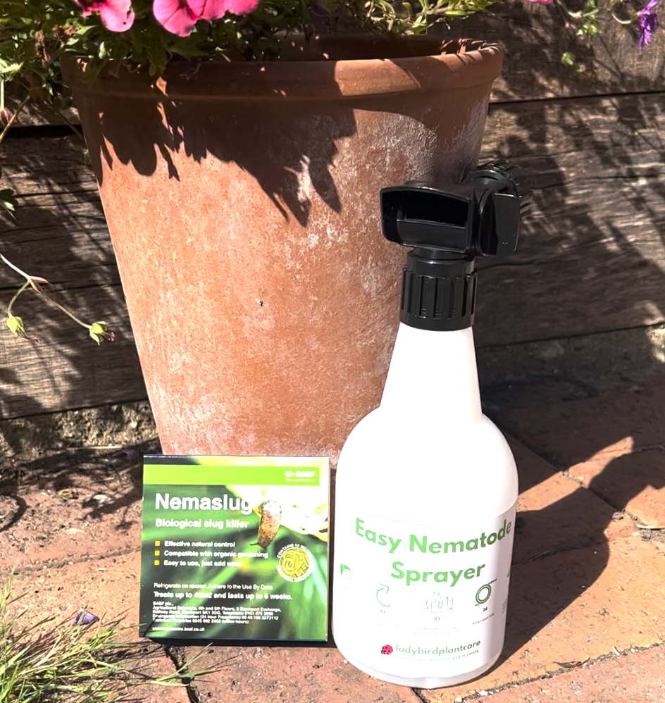 All your Slug Nematode Questions and Answers