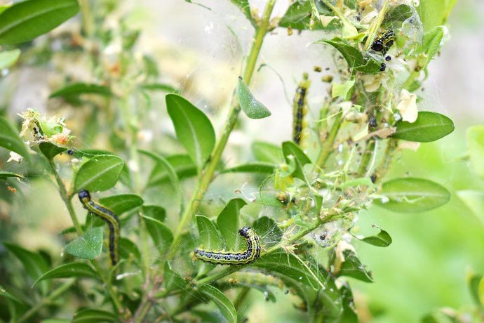 Reducing Caterpillars Naturally Without Chemicals