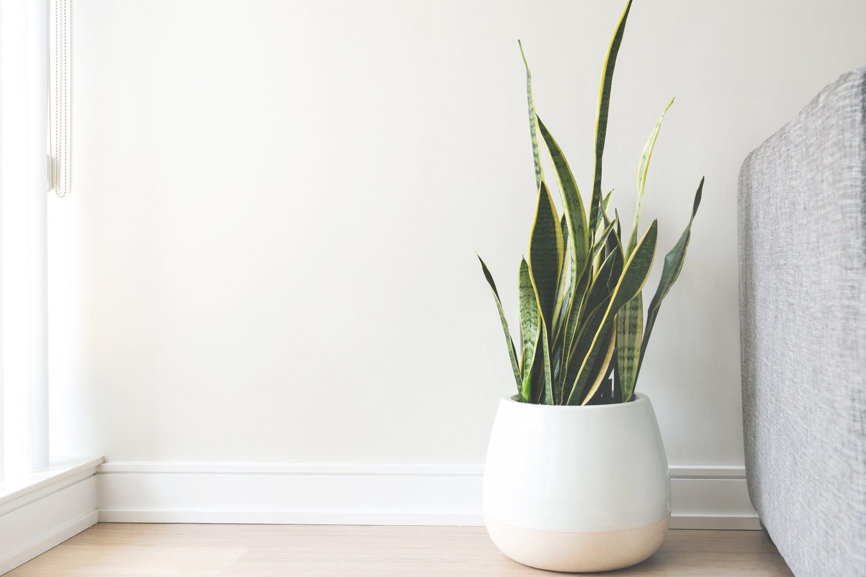 Winter Houseplant Care