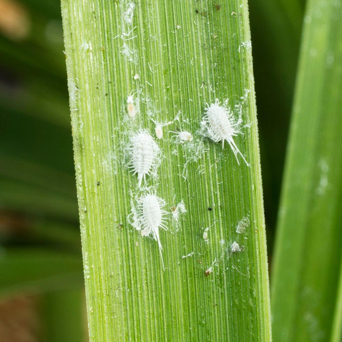 An interesting solution to Mealybugs, it's nemesis!