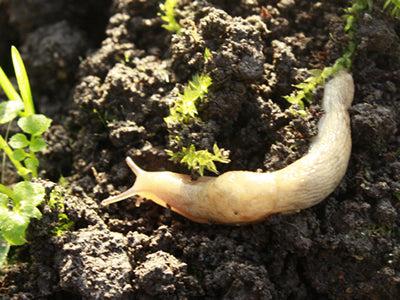 Get started with slug treatment and stop a slug population explosion!