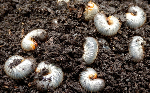 Mid October lawn care - there's still time to get 2 pest treatments down....just!