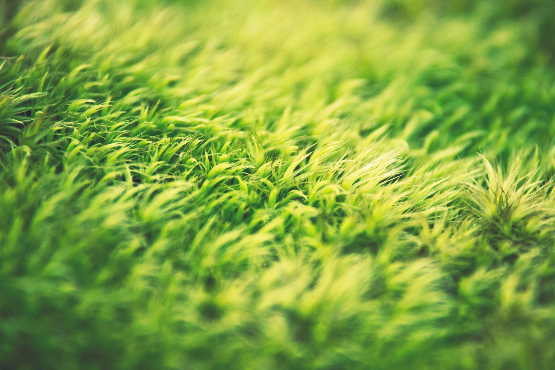What's eating your lawn, what to do and when