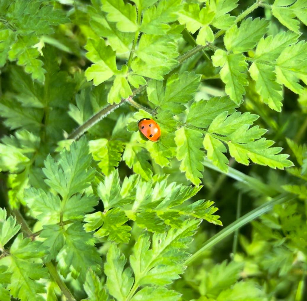 The Lifecycle of Ladybirds and their impact on Aphid populations