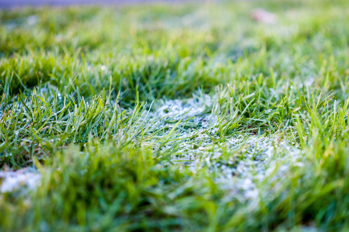 Ruled out lawn pests? Here’s what could be causing those bald patches