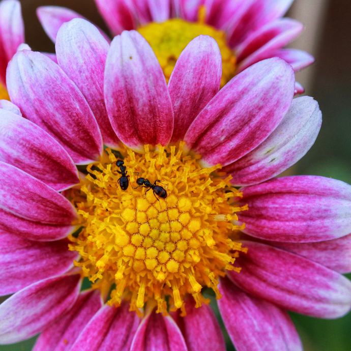 Flower pests and how to get rid of them organically