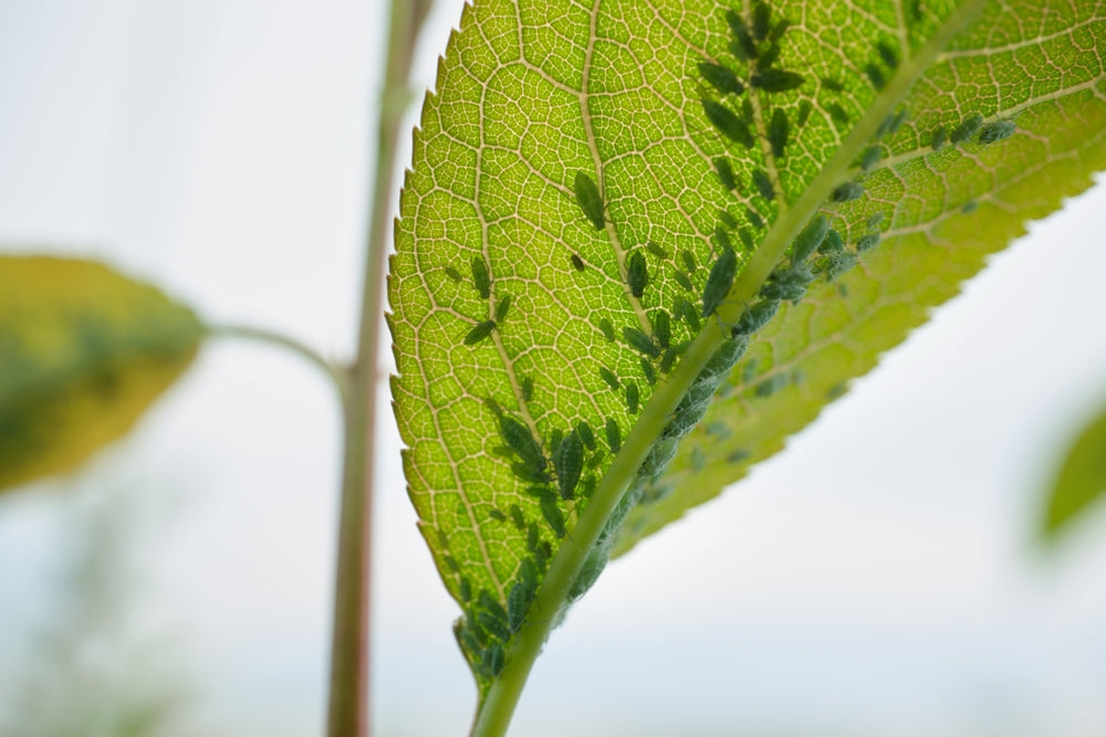 aphids greenfly on houseplant