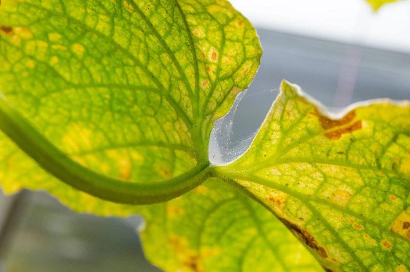 SPIDER MITE CONTROLS